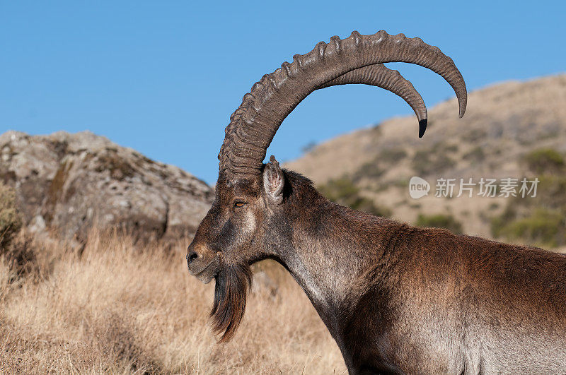 Big male of Walia Ibex grazing in the Simien Mountains